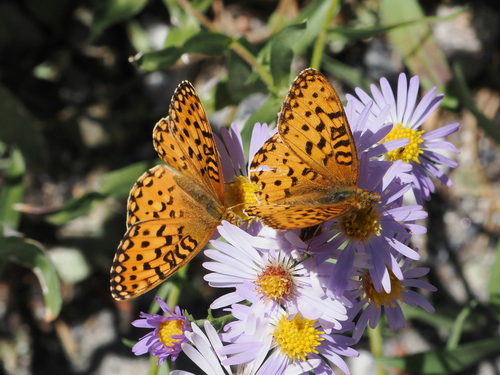 iNaturalist observation photo of Mormon Fritillary