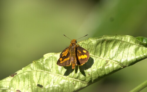 Potanthus omaha
