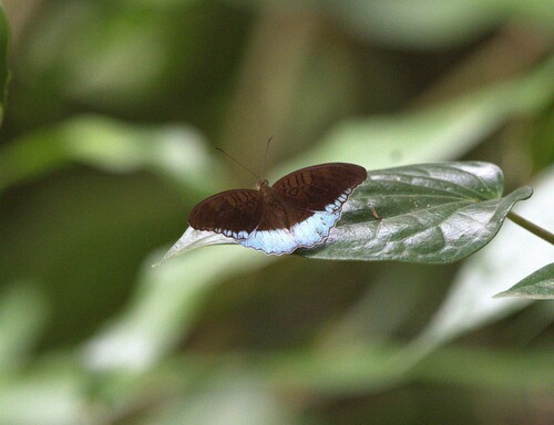 Tanaecia iapis