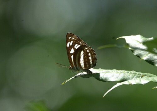 Phaedyma columella singa