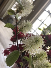 Fothergilla ×intermedia