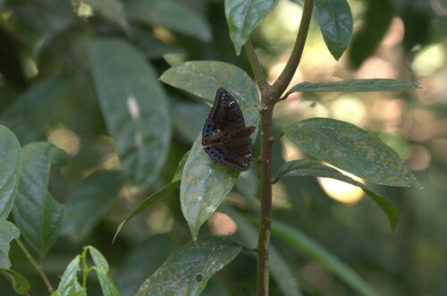 Euthalia adonia