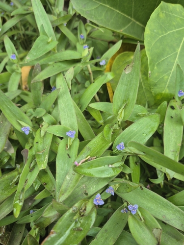 Cyanotis cristata, photograph 5