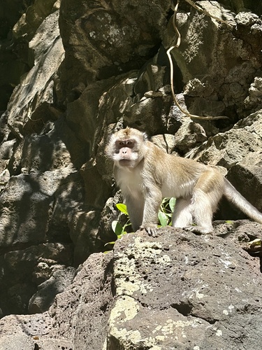 Long-tailed Macaque