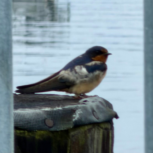 Barn Swallow
