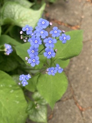 Brunnera
