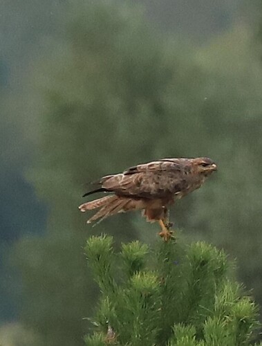 Common Buzzard