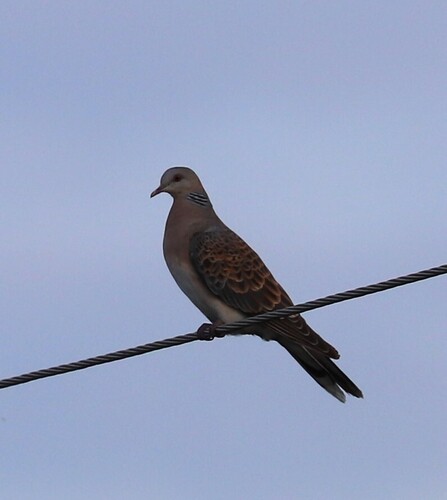 Oriental Turtle-Dove