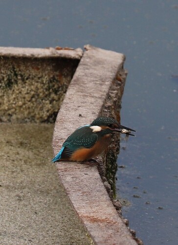 Common Kingfisher