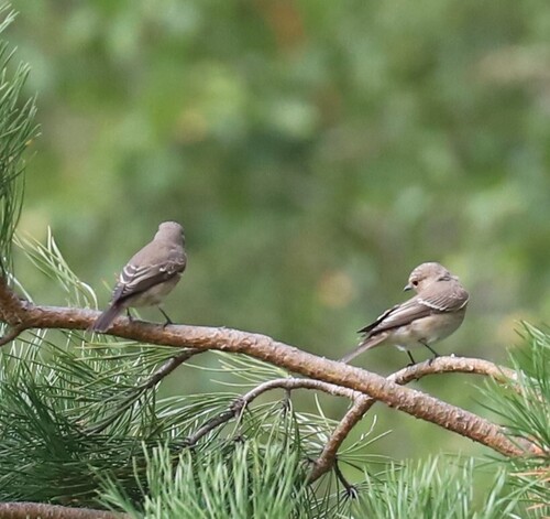 Spotted Flycatcher