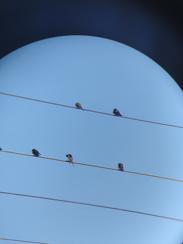 Barn Swallow