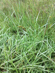 Carex subfusca