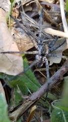 Sosippus mimus