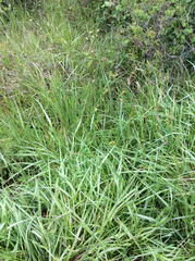 Carex subfusca