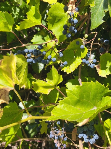 riverbank grape
