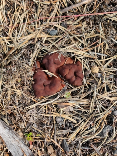 Doughnut Fungus