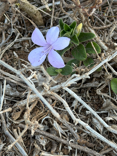 Barleria obtusa, 2026-08-23