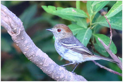 Knipolegus striaticeps