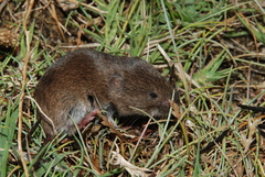 Microtus lusitanicus