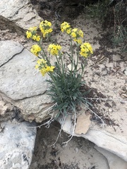 Oreocarya confertiflora