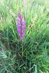 Dactylorhiza elata