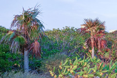 Coccothrinax litoralis