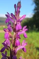 Dactylorhiza elata