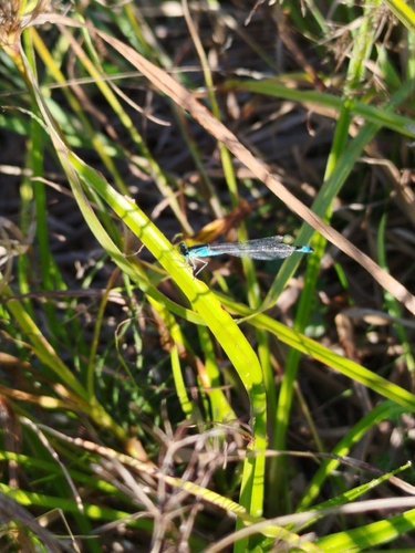 Blue-tailed Damselfly