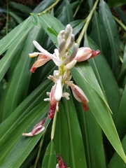 Alpinia calcarata
