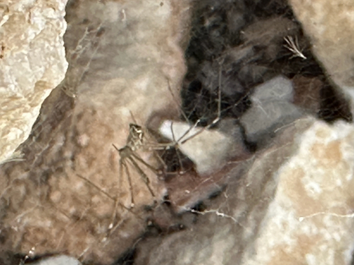 Marbled Cellar Spider
