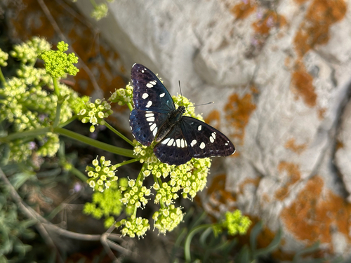 Southern White Admiral