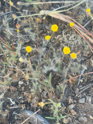 Blumea integrifolia, 2026-08-22