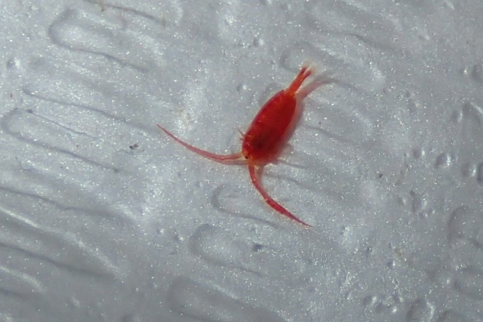Diaptomidae