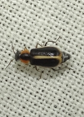 Attalus circumscriptus