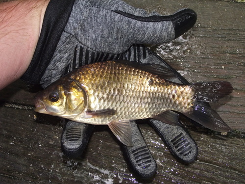 Goldfish, photo 4 of 9