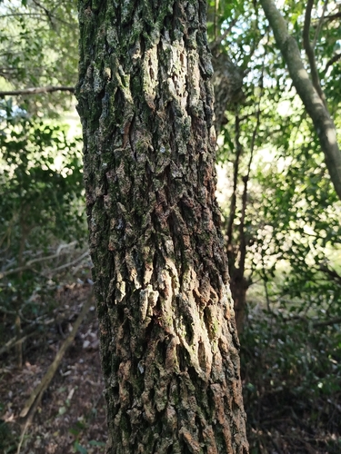 Jodina rhombifolia, photograph 2