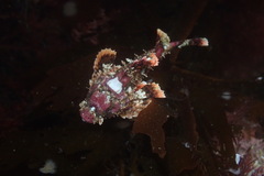 Scorpaena guttata
