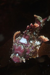 Scorpaena guttata