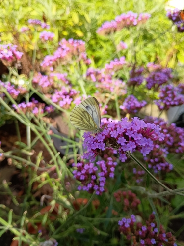 Green-veined White