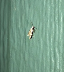 Oxythecta hieroglyphica