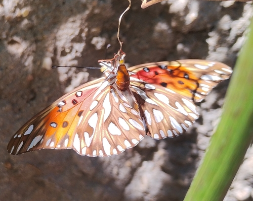 Gulf fritillary