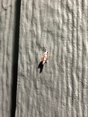 Oxythecta hieroglyphica