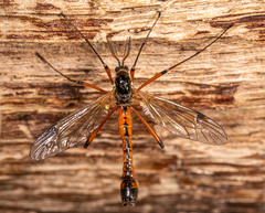 Tanyptera atrata