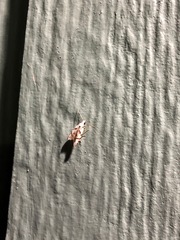 Oxythecta hieroglyphica