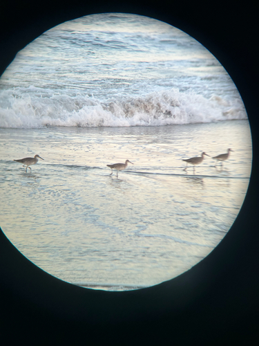 iNaturalist observation photo of Willet