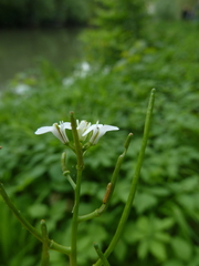 Anthocharis cardamines