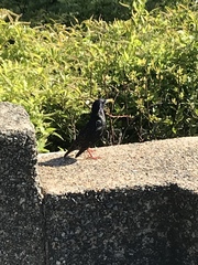 Sturnus vulgaris
