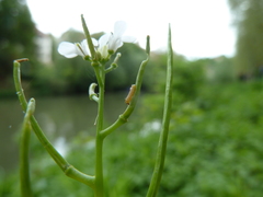 Anthocharis cardamines