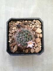 Mammillaria gilensis