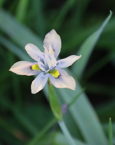 Moraea vegeta, photograph 5